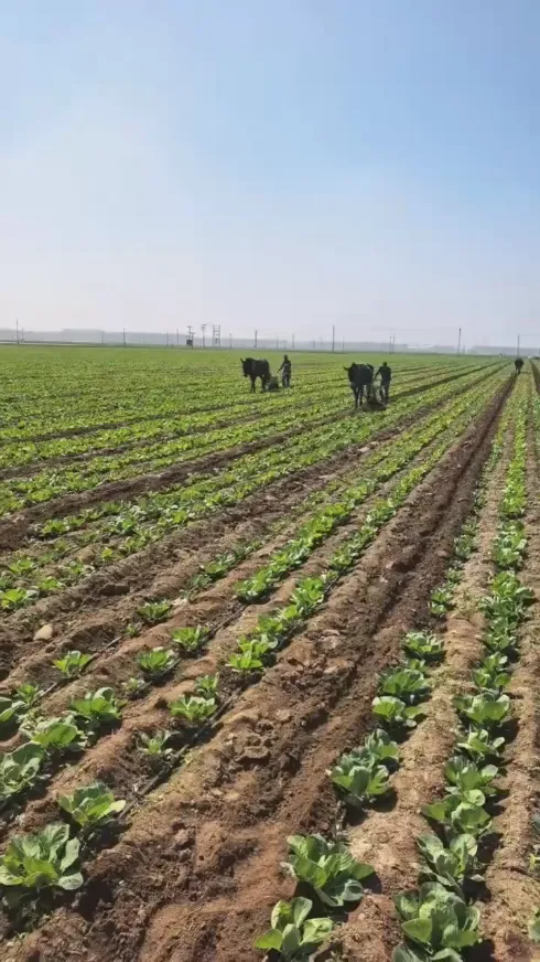 في ظل التحديات المتكررة التي تحدث في مجال تخزين ونقل المنتجات الطازجة على مستوى العالم، كيف يمكننا الحفاظ على الجودة الطازجة الشاملة للملفوف المستدير من شركة Yiman الزراعية؟