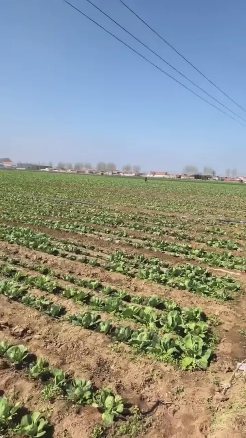 ما هي نقاط القوة الأساسية التي تجعل شركة Yiman Agriculture المورد المثالي لمشاريع استيراد الكرنب المخلل بالجملة؟