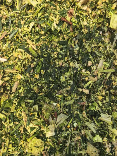 في ظل الأحداث الجوية ذات الرطوبة العالية التي تحدث بشكل متكرر في جميع أنحاء العالم، كيف يمكن إنتاج سيلاج الذرة الطازج عالي الجودة لظروف الرطوبة العالية باستخدام العمليات العلمية؟