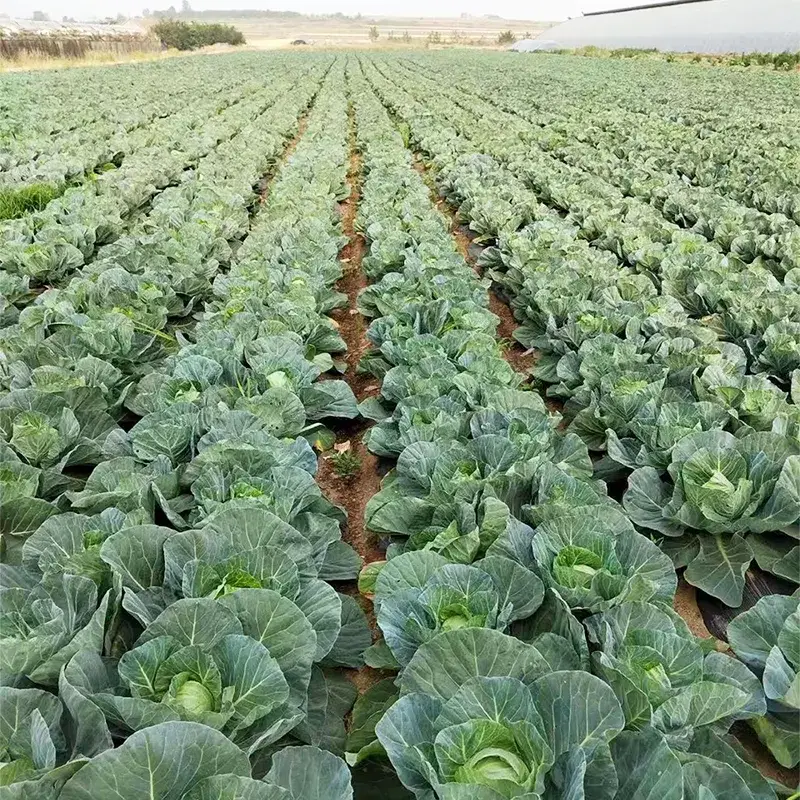 مزرعة الملفوف الطازج المستدير