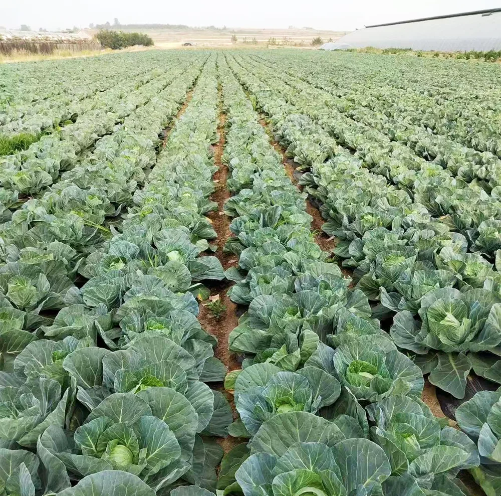 Farm Fresh Round Cabbage