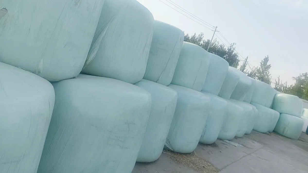 Year Round Supply Corn Silage