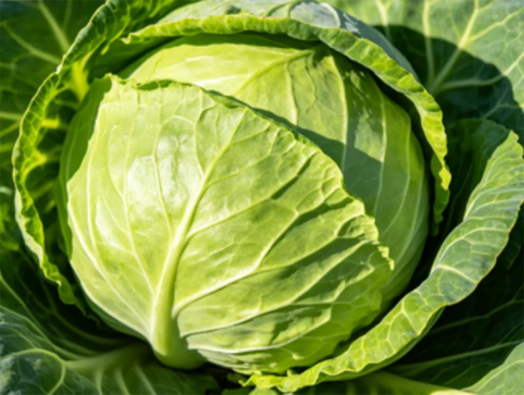 Fresh Green Round Cabbage