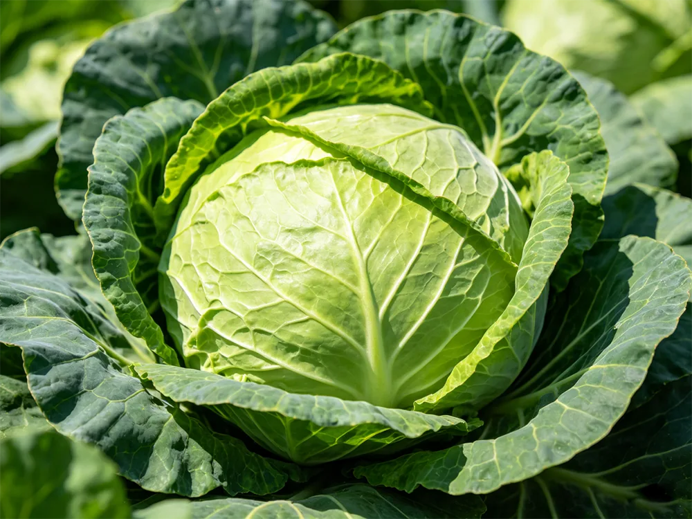 Healthy Fresh Cabbage