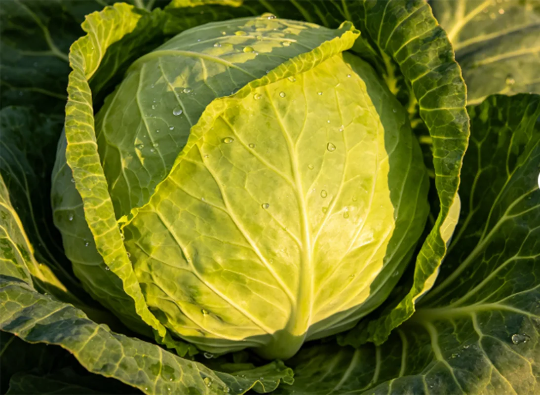 Large Size Fresh Round Cabbage