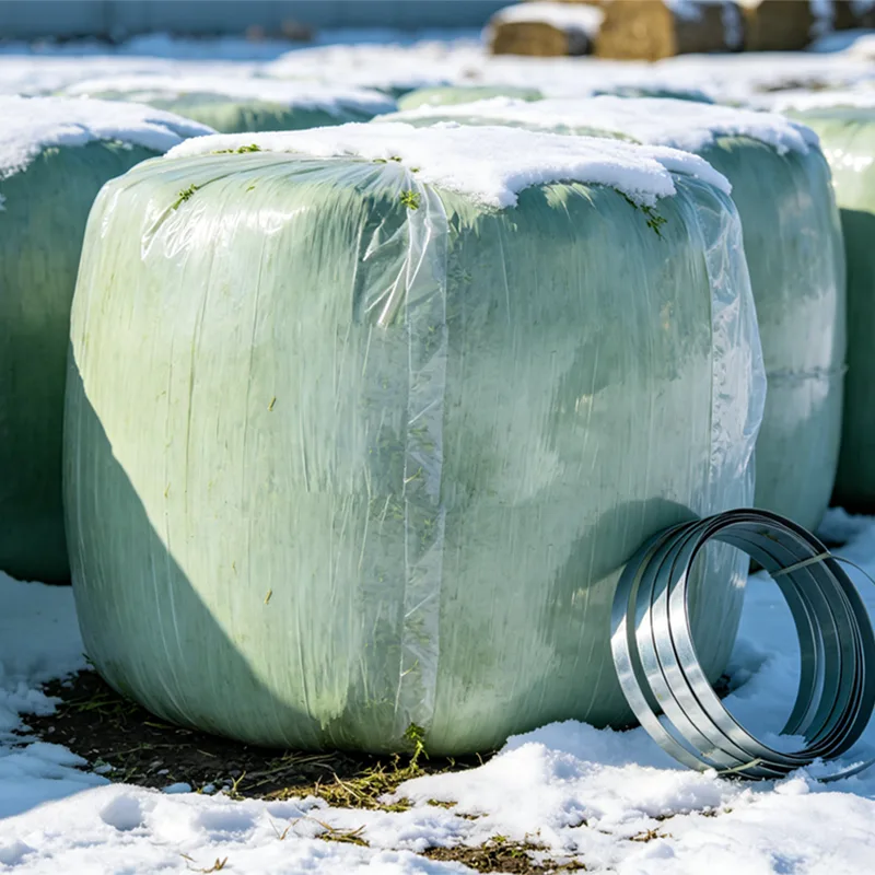 Baled Whole Plant Corn Silage 