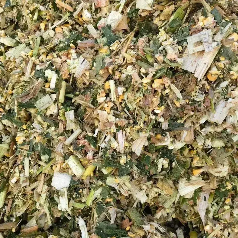 سيلاج الذرة البقري المرضع