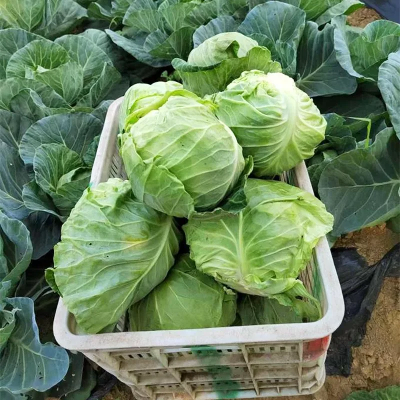 ملفوف مستدير طازج متوسط ​​الحجم
